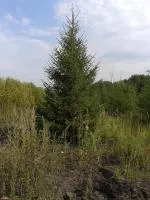 Саженцы Ели обыкновенной